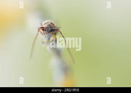 Exocentrus punctipennis - Rüstern-Wimpernbock, Deutschland (Baden-Württemberg), imago Stockfoto