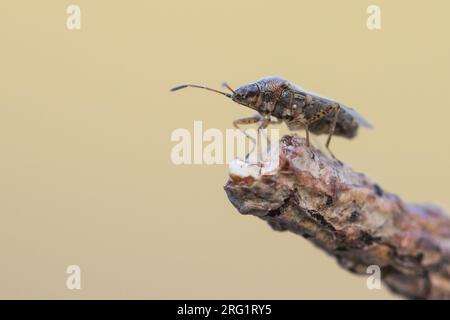 Nysius ericae, Deutschland (Baden-Württemberg), imago Stockfoto