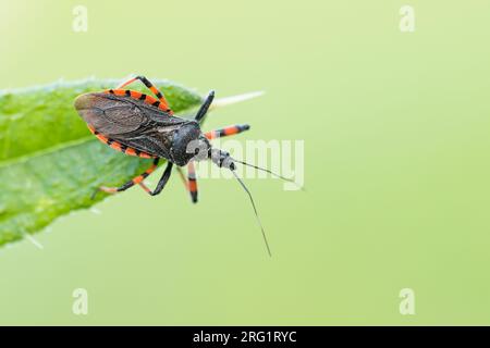 Rhynocoris annulatus - Geringelte Mordwanze, Deutschland (Baden-Württemberg), imago Stockfoto