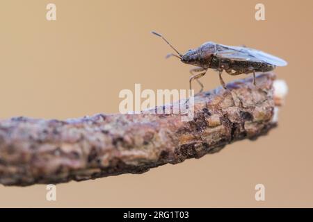 Nysius ericae, Deutschland (Baden-Württemberg), imago Stockfoto