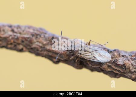 Nysius ericae, Deutschland (Baden-Württemberg), imago Stockfoto