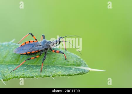 Rhynocoris annulatus - Geringelte Mordwanze, Deutschland (Baden-Württemberg), imago Stockfoto