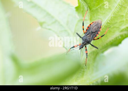 Rhynocoris annulatus - Geringelte Mordwanze, Deutschland (Baden-Württemberg), imago Stockfoto