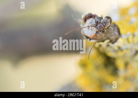 Exocentrus punctipennis - Rüstern-Wimpernbock, Deutschland (Baden-Württemberg), imago Stockfoto