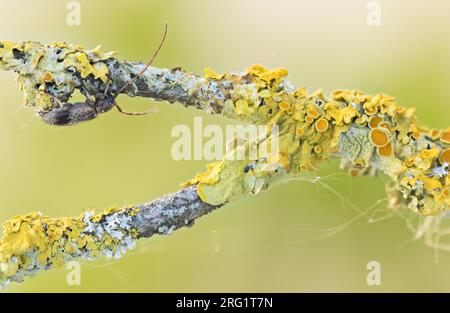 Exocentrus punctipennis - Rüstern-Wimpernbock, Deutschland (Baden-Württemberg), imago Stockfoto