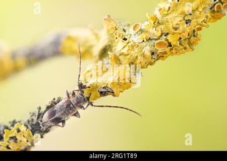 Exocentrus punctipennis - Rüstern-Wimpernbock, Deutschland (Baden-Württemberg), imago Stockfoto