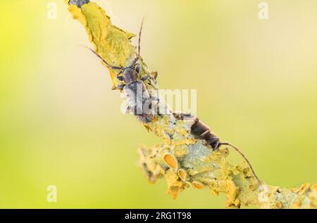 Exocentrus punctipennis - Rüstern-Wimpernbock, Deutschland (Baden-Württemberg), imago Stockfoto