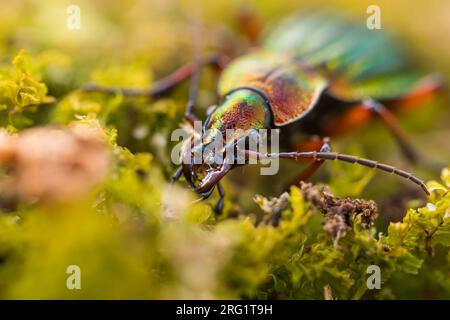 CaraBus auronitens - Goldglänzender Laufkäger, Deutschland (Baden-Württemberg), imago, weiblich Stockfoto