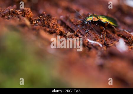 CaraBus auronitens - Goldglänzender Laufkäger, Deutschland (Baden-Württemberg), imago, männlich Stockfoto