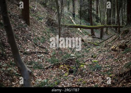 CaraBus auronitens - Goldglänzender Laufkäger, Deutschland (Baden-Württemberg), Habitat Stockfoto