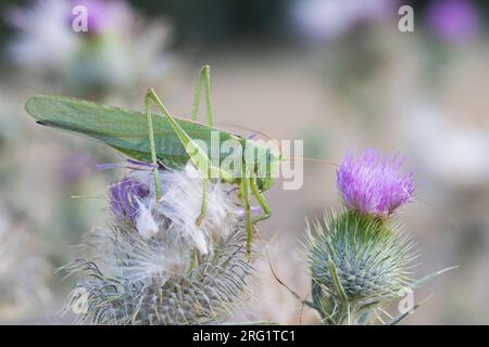 Tettigonia viridissima - Grünes Buschkricket - Grünes Heupferd, Kirgisistan, Imago Stockfoto