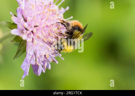 Bombus pratorum - frühe Bumblebee - Wiesenhummel, Italien (Südtirol), Imago, Männlich Stockfoto