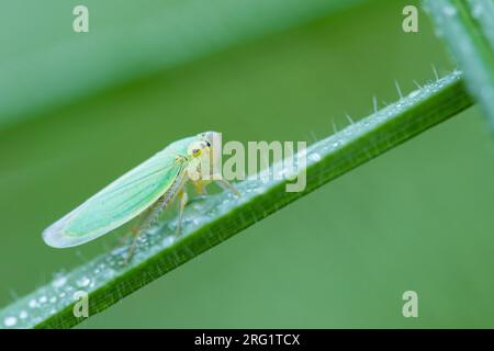 Cicadella viridis - Grüner Blatthupfer - Binsenschmuckzikade, Rumänien, Imago Stockfoto