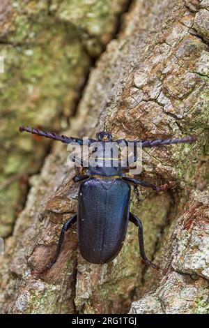 Prionus coriarius - Sawyer - Sägebock, Deutschland, Imago, männlich Stockfoto