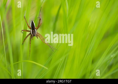 Dolomedes Fimbriatus - Raft Spinder - Gerandete Jagdspinne, Russland (Baikal) Stockfoto