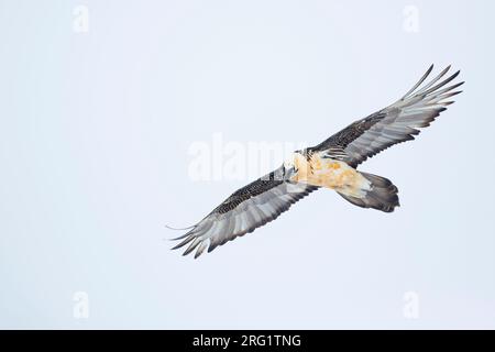 Lammergeier (Gypaetus barbatus barbatus) in der Schweiz. Auch bekannt als Bartgeier. Sie fliegen über uns. Stockfoto