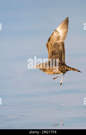 Erster Winter Arktische Skua (Stercorarius parasiticus) an einem Binnensee in Deutschland (Baden-Württemberg). Stockfoto