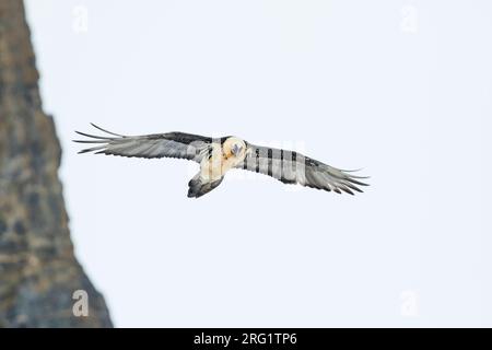 Lammergeier (Gypaetus barbatus barbatus) in der Schweiz. Auch bekannt als Bartgeier. In den hohen Alpen. Stockfoto