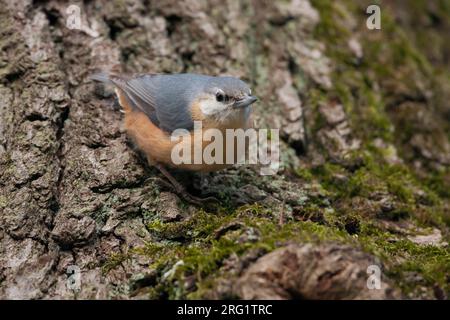 European Nuthatch (Sitta europaea caesia) in Deutschland. Erwachsener mit aberriertem Gefieder. Stockfoto