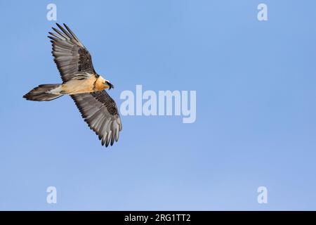 Lammergeier (Gypaetus barbatus barbatus) in der Schweiz. Auch bekannt als Bartgeier. In den hohen Alpen. Stockfoto