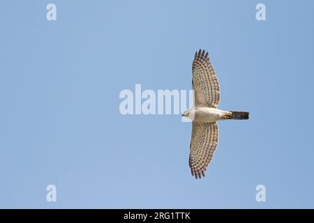 Erwachsene weibliche Shikra (Accipiter badius cenchroides) im Flug in Tadschikistan. Stockfoto