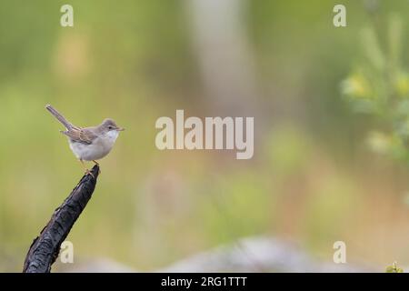 Adulter männlicher östlicher Weißer Hals (Sylvia communis rubicola) in Russland (Baikal). Stockfoto