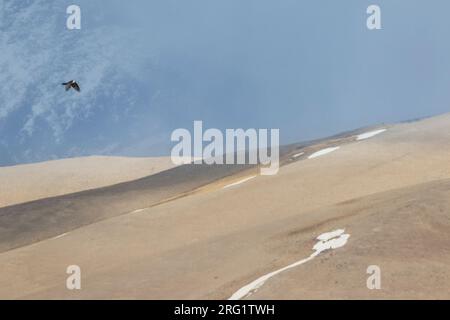 Adulte Lammergeier (Gypaetus barbatus barbatus) in der Schweiz. Auch bekannt als Bartgeier. Sie schweben über die Landschaft und suchten nach Knochen. Stockfoto