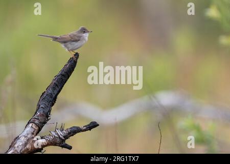 Adulter männlicher östlicher Weißer Hals (Sylvia communis rubicola) in Russland (Baikal). Stockfoto