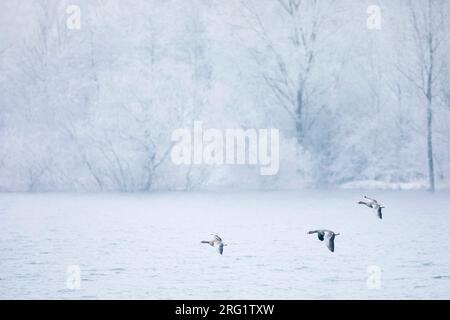 Greylag Goose ( Anser anser ssp. anser) im schneebedeckten Frankreich (Elsass). Drei Gänse im Flug, auf dem Weg zur Landung. Stockfoto