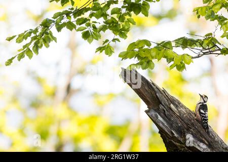 Adulte weibliche Weissrückenschwänze (Dendrocopos leucotos leucotos) im Bergwald in Voralberg, Osterreich. Stockfoto