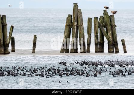 Eurasischer Coot (Fulica atra ssp. atra), Deutschland (Mecklenburg-Vorpommern). Riesige Herde mit Weißwedeladlern im Hintergrund. Stockfoto