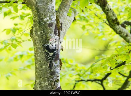 Adulte weibliche Weissrückenschwänze (Dendrocopos leucotos leucotos) im Bergwald in Voralberg, Osterreich. Stockfoto