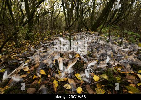 Nordgoshawk (Accipiter gentilis), Deutschland (Niedersachsen) mit Resten einer langohrigen Eule. Stockfoto