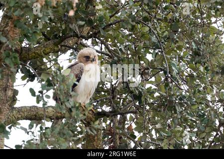 Geworfen Eagle (Hieraaetus pennatus) in Spanien (Andalusien), erwachsen, blass morph Stockfoto