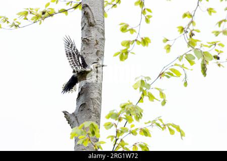 Erwachsene Frau Woodpecker mit weißem Rücken (Dendrocopos leucotos leucotos), Österreich (Vorarlberg). Von einem Baum abheben. Stockfoto