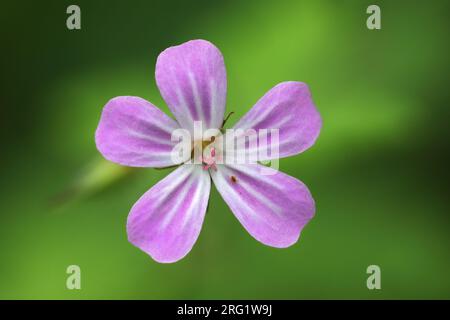 Herb-Robert (Geranium robertianum) Flower Head, Teesdale, County Durham, Großbritannien Stockfoto