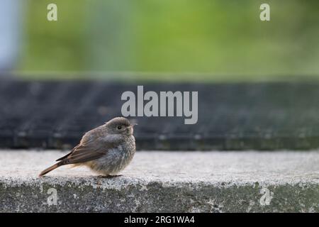 Mutmaßliche hybride juvenile Black Redstart x Common Redstart (Phoenicurus ochruros x phoenicurus) in Deutschland. Stockfoto