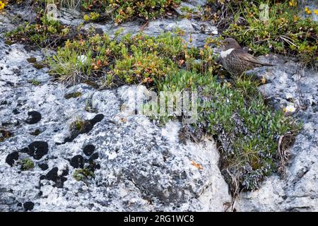Ring Ouzel - Ringdrossel - Turdus torquatus ssp. Alpestris, Schweiz, Erwachsene Frau Stockfoto