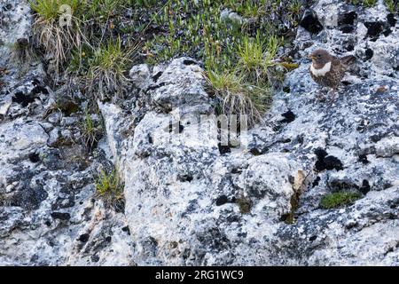 Ring Ouzel - Ringdrossel - Turdus torquatus ssp. Alpestris, Schweiz, Erwachsene Frau Stockfoto