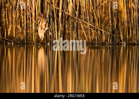 Bärtiger Reedling (Panurus biarmicus ssp. Barmicus), Deutschland, männlich (1. cm2), gegossen und in Schilf hochgehoben Stockfoto