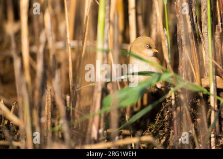 Bärtiger Reedling (Panurus biarmicus ssp. Barmicus), Deutschland, weiblich im Schilf im Alter von 1. Jahren Stockfoto