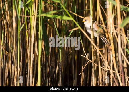 Bärtiger Reedling (Panurus biarmicus ssp. Barmicus), Deutschland, männlich (1. cm2), gegossen und in Schilf hochgehoben Stockfoto