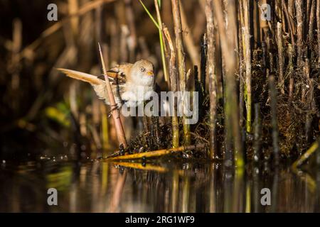 Bärtiger Reedling (Panurus biarmicus ssp. Barmicus), Deutschland, männlich (1. cm2), gegossen und in Schilf hochgehoben Stockfoto