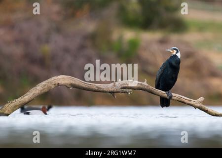 Großer Kormoran (Phalacrocorax carbo ssp. Sinensis), Spanien, Erwachsene Stockfoto