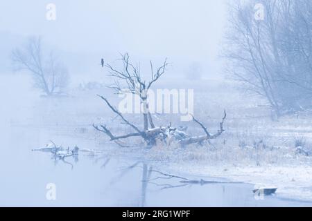 Großer Kormoran (Phalacrocorax carbo ssp. Sinensis), Deutschland Stockfoto