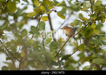 Grasshopper-Warbler (Locustella naevia naevia), Deutschland (Schleswig-Holstein), Jugendliche Stockfoto