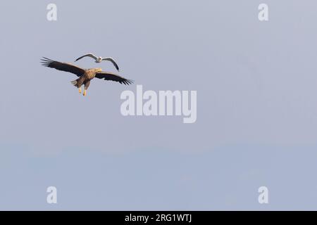Weißschwanzseeadler - Seeadler - Haliaeetus albicilla, Russland (Baikal), Erwachsener, von Möwe angegriffen Stockfoto