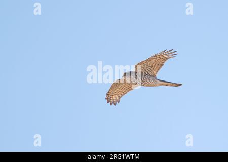 Eurasischer Sparrowhawk — Sperber — Accipiter nisus ssp. Nisus, Deutschland, 1. Cent Stockfoto