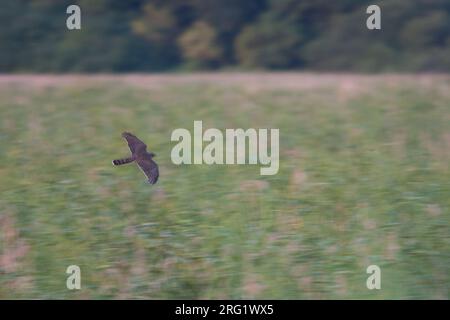 Eurasischer Sparrowhawk — Sperber — Accipiter nisus ssp. Nisus, Deutschland, 1. Cent Stockfoto