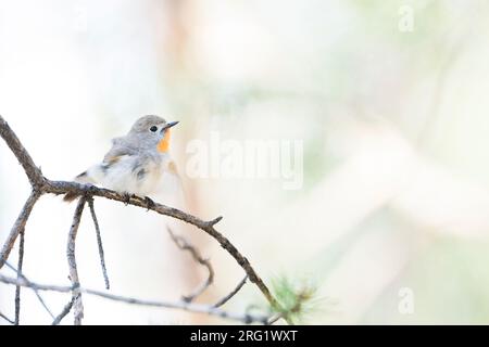 Rotkehlschnäpper - Taiga-Fliegenschnäpper - Ficedula albicilla, Russland (Baikal), erwachsener Mann Stockfoto